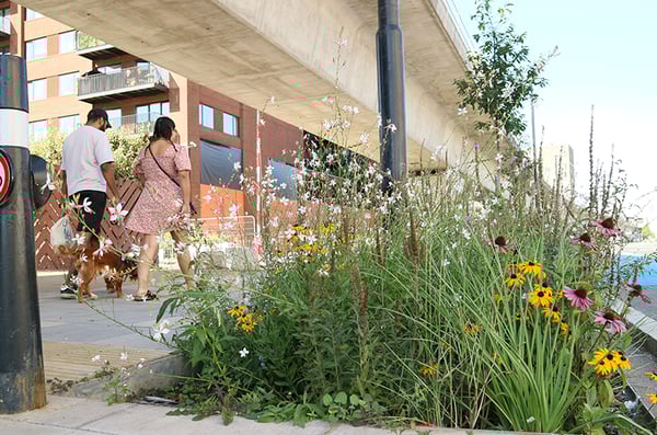 ©Meristem Design_ Royal Dock Rain Gardens (1) - RESIZE