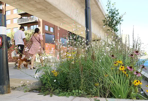 ©Meristem Design_ Royal Dock Rain Gardens - resize 2